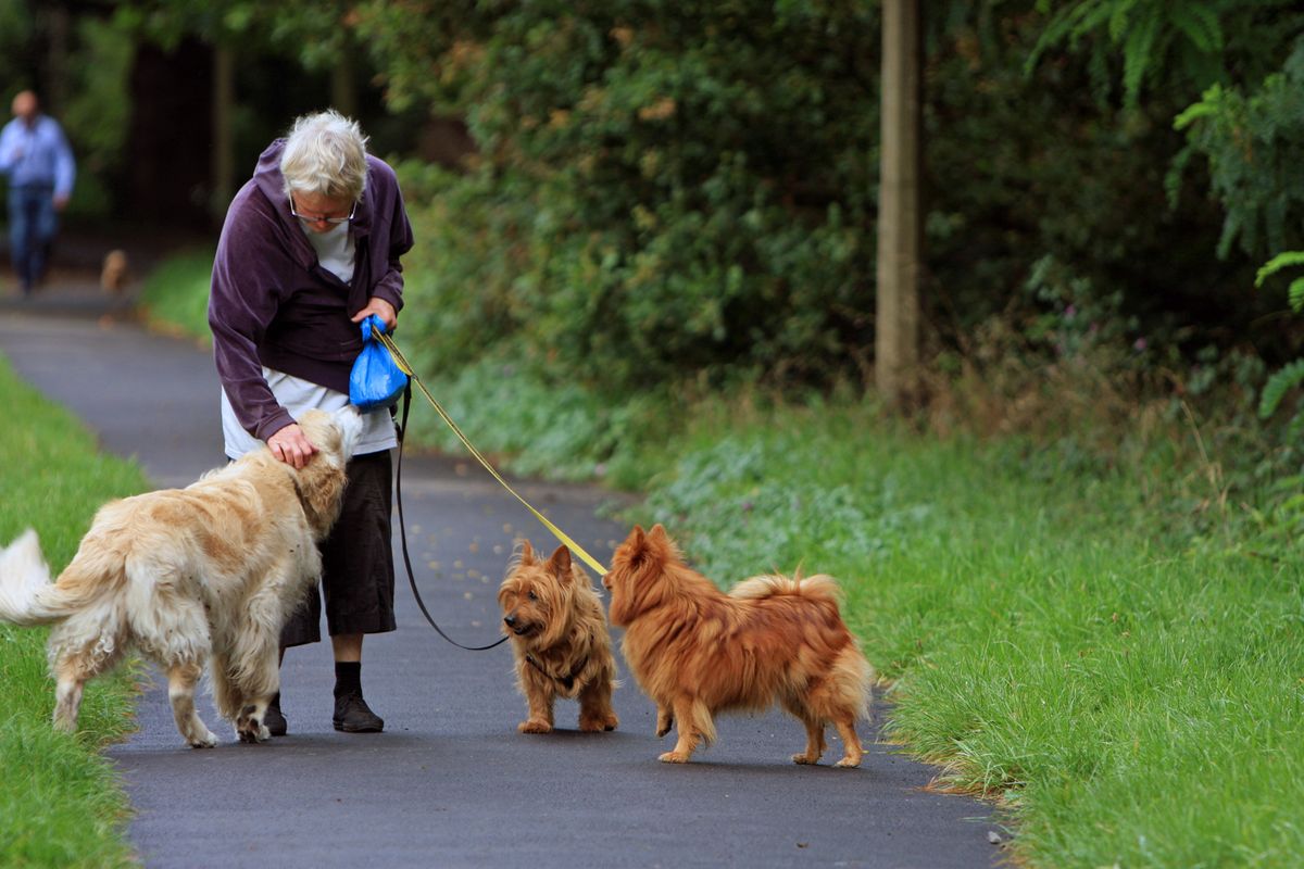 Preparing for Your Dog's Senior Years: What to Expect