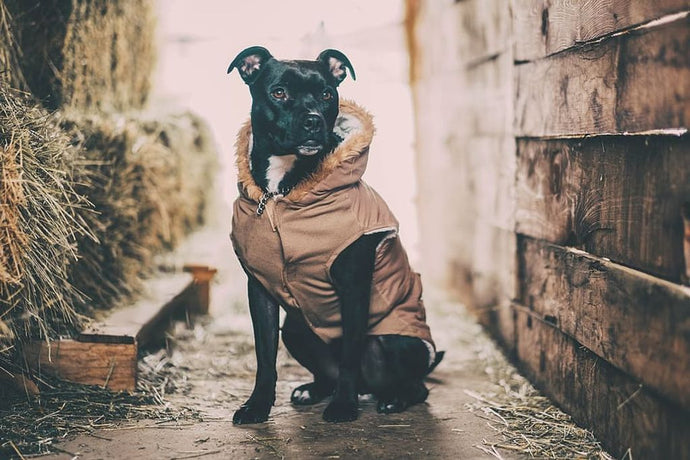 Cozy Canine Comfort: The Ultimate Blanket Hoodie for Dogs