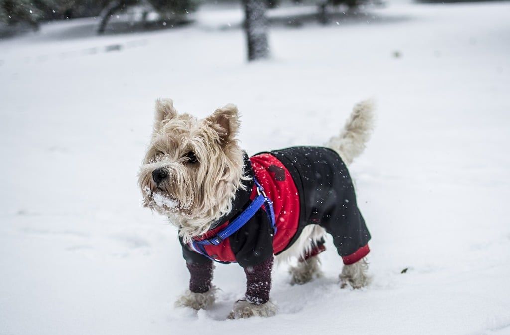 Unique Style for Your Pooch: The World of Personalized Pet Clothing