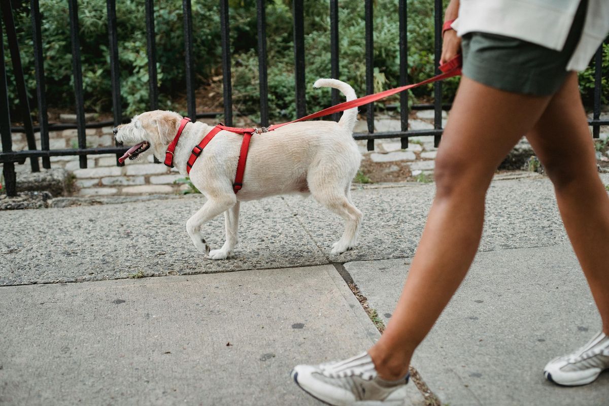 How to Organize a Community Dog Walking Group