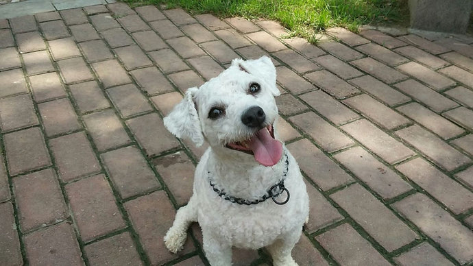 Understanding Dog Behavior: A Guide for New Owners