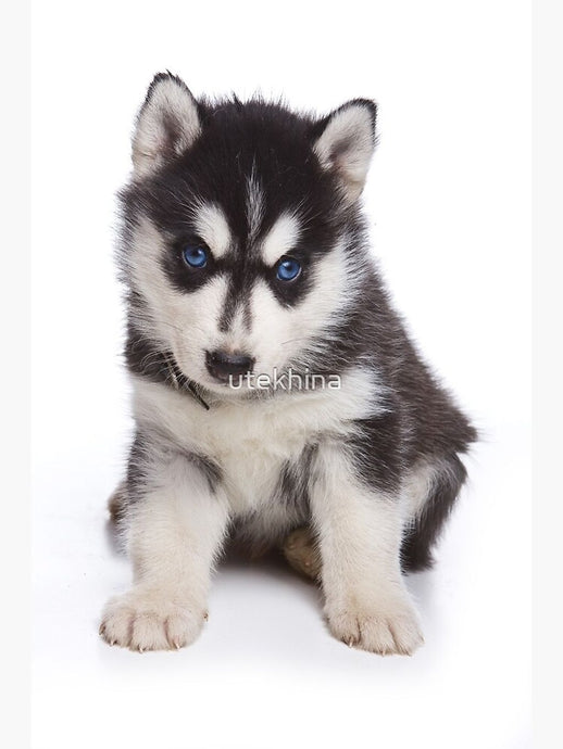 Bark and Tee: Fashionable Tee Shirts with Dogs for Every Occasion