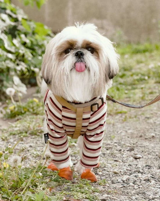 Furry Fashion: The Rise of Dogs in Shirts!