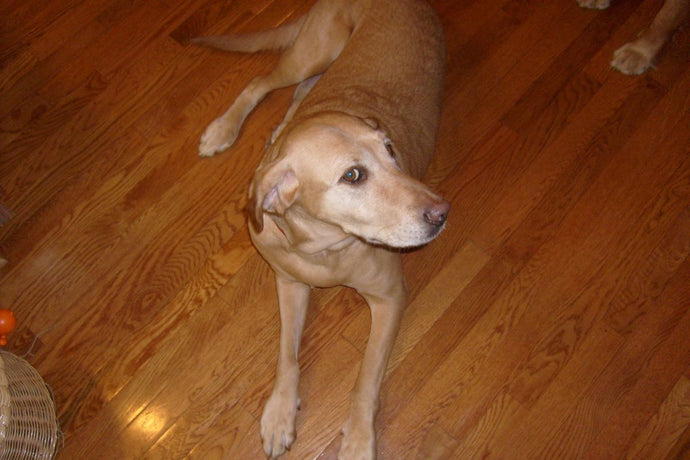 How to Choose Dog Food for Sensitive Stomachs