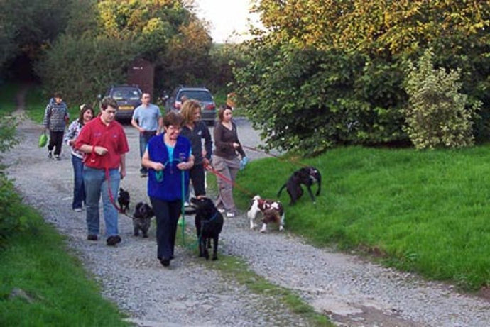 Affordable Canine Coaching - Finding Dog Training for Low-Income Families Near You