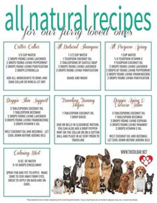 Essential Oils for Dogs: What's Safe and What's Not