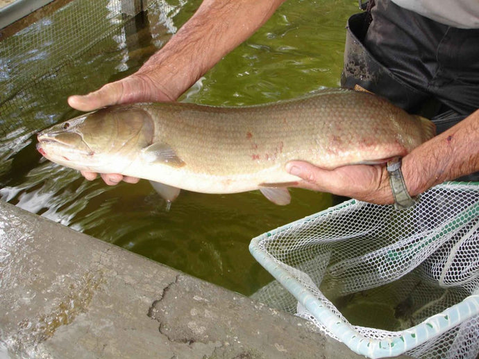 The Benefits of Fish Oil for Dogs