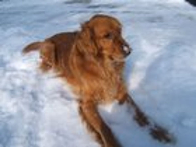 How to Deal with Excessive Digging in Dogs