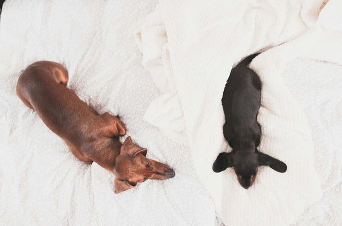 Luxurious Naps: Why Every Pet Deserves a Monogrammed Pet Bed
