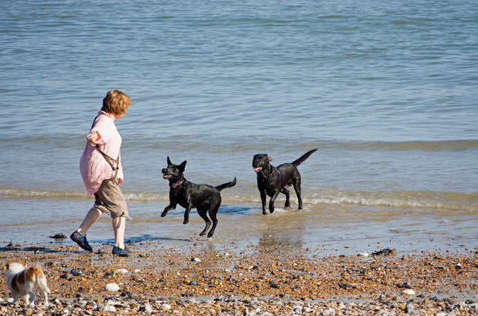 The Best Dog-Friendly Beaches Across the Country