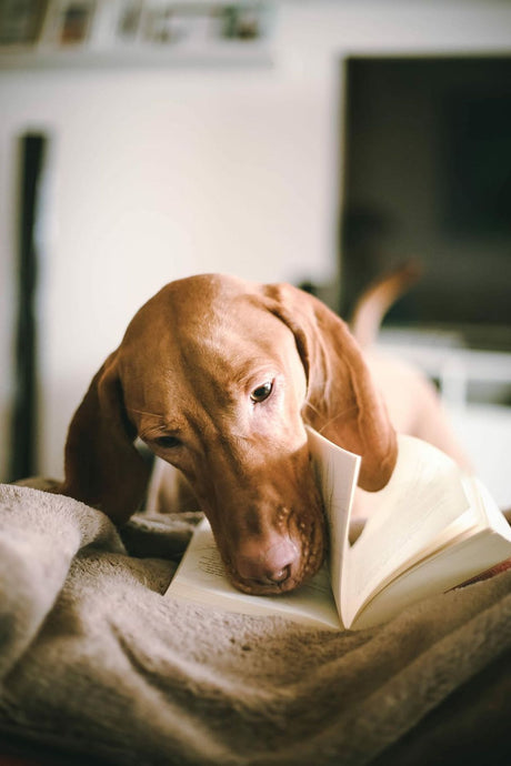 How to Subscribe to Dogster Magazine for Your Furry Friends