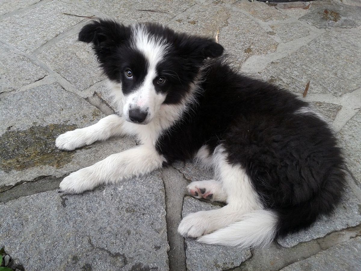 Natural Anxiety Relief Options for Nervous Dogs