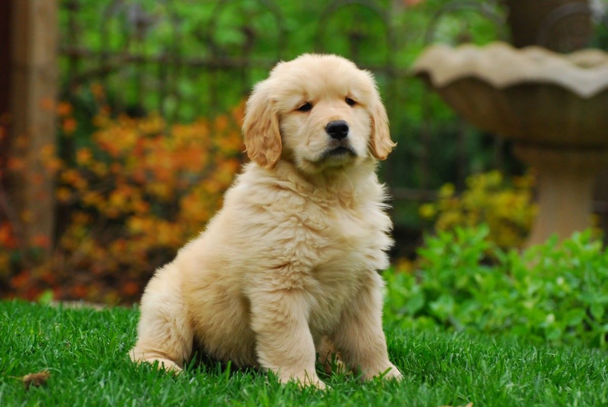 How to Keep Your Dog Entertained Without Toys