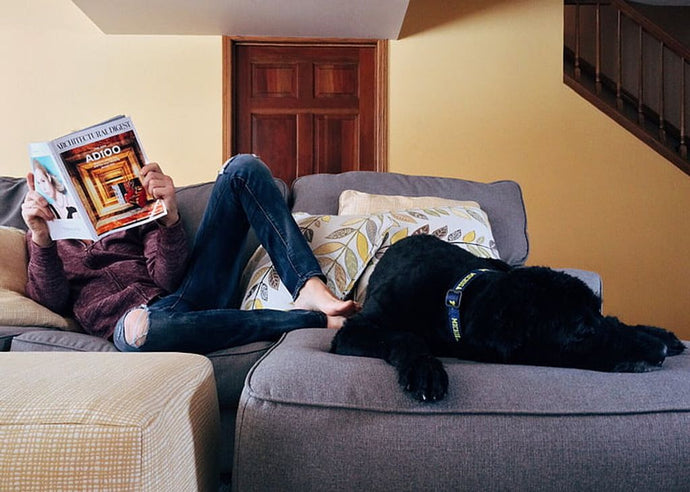 Finding Comfort: Why 'Home Is Where Your Dog Is' Rings True