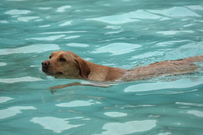 Canine Hydrotherapy: Benefits and Where to Find It