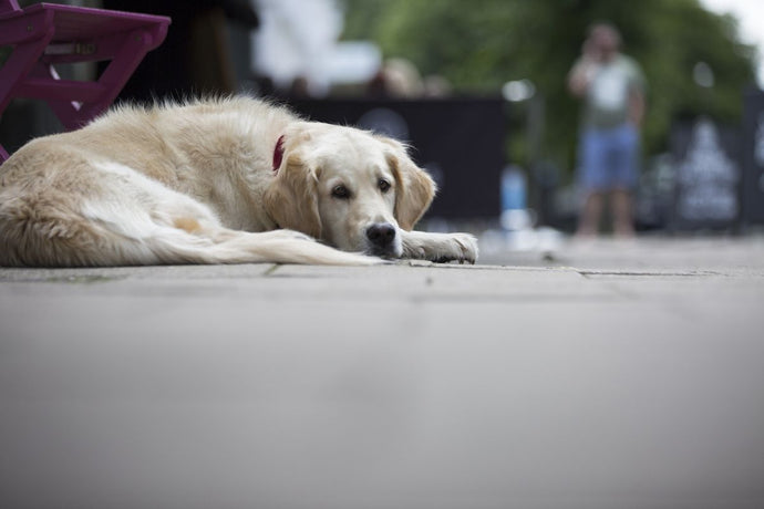 Recognizing and Treating Hip Dysplasia in Dogs