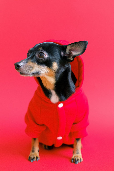 Keep Your Furry Friend Warm: The Ultimate Guide to Dog Hoodies