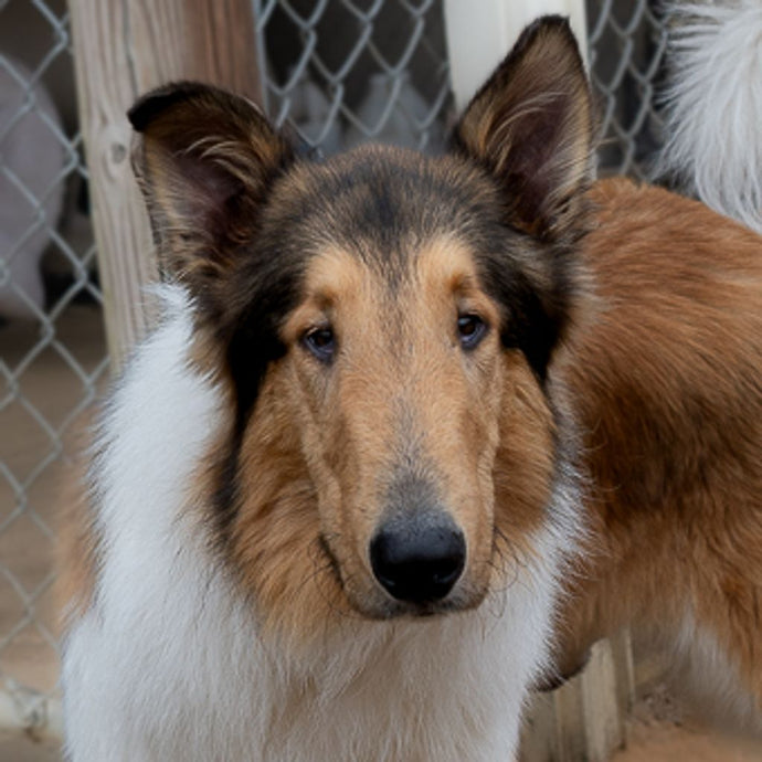 The Ultimate Guide to Chic and Comfy Pet Ts